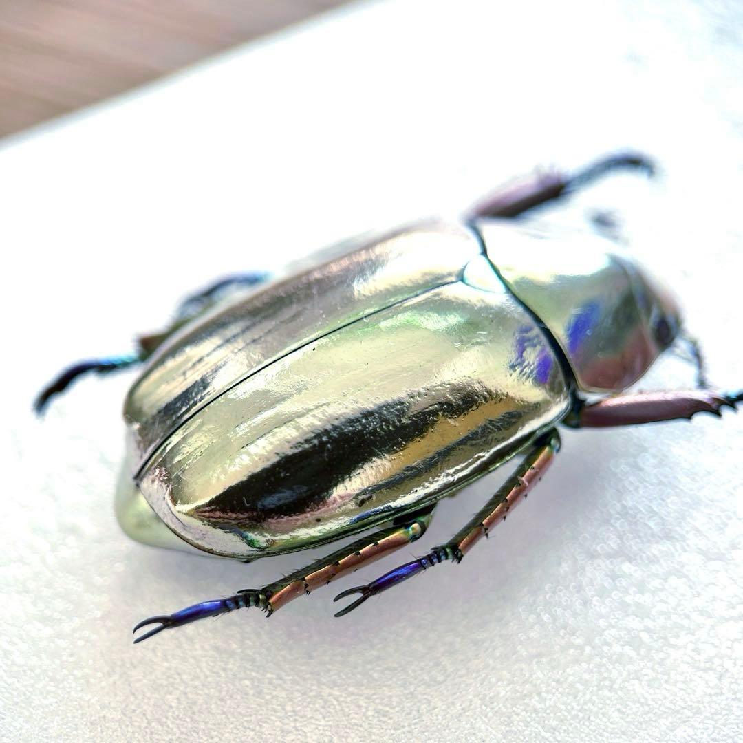 09285 美麗標本　クリサルギレアプラチナコガネ