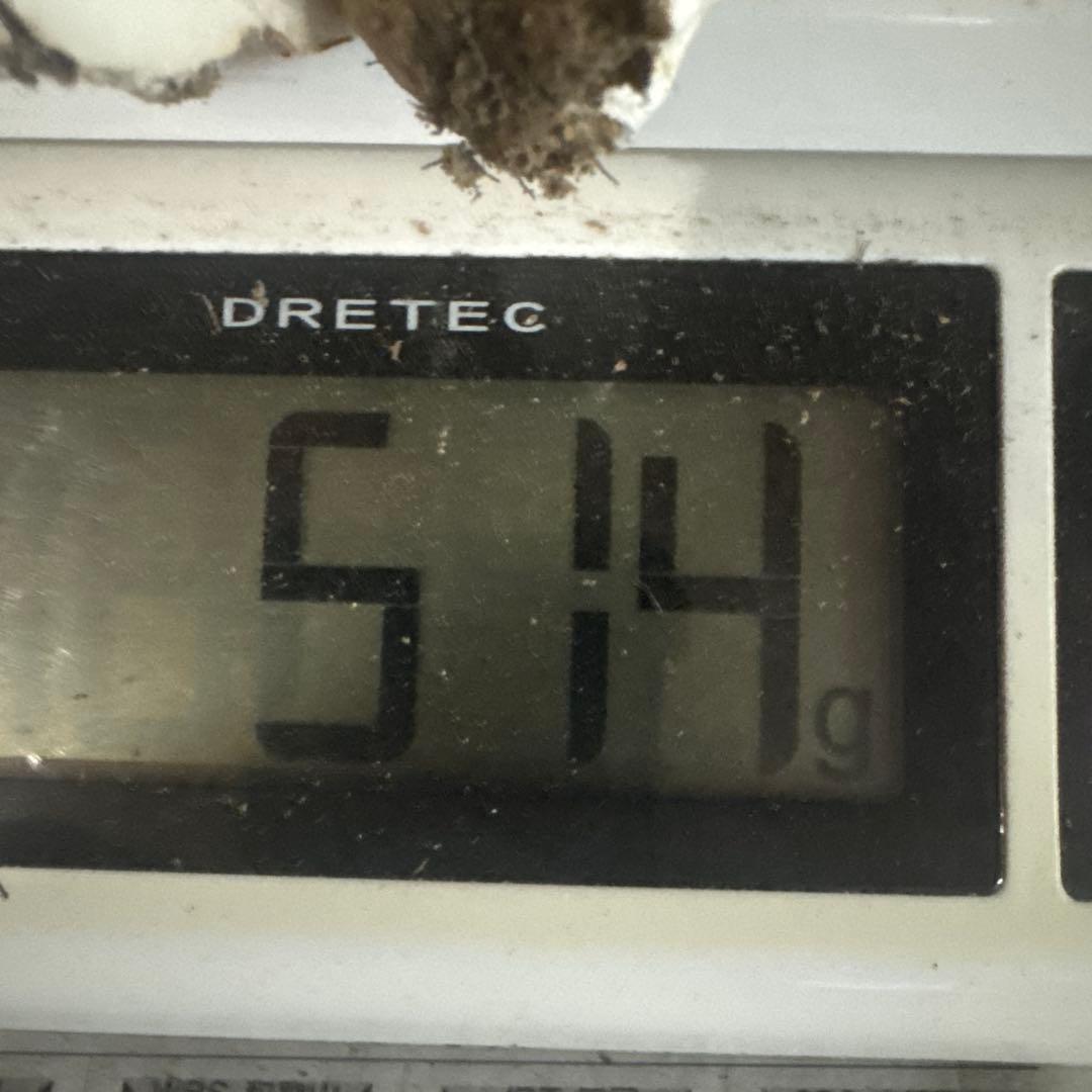 本日収穫 岩手県産松茸 500ｇ