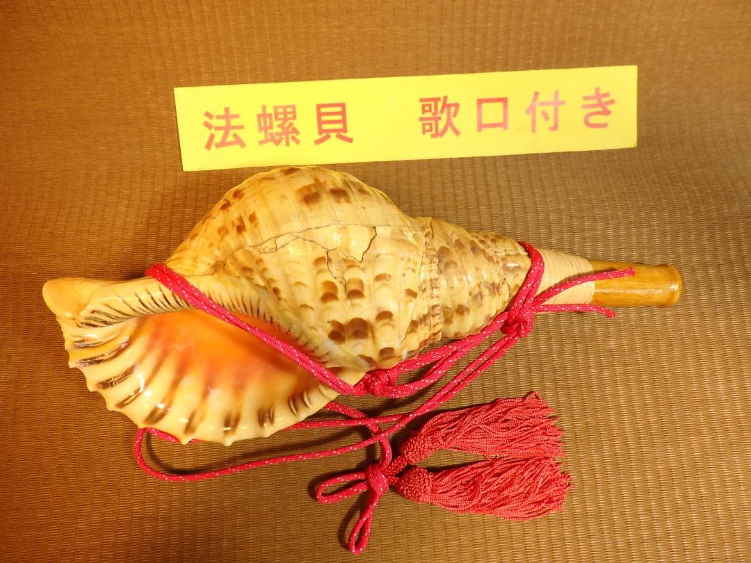法螺貝 約34㎝ 木製歌口,赤紐付　新品　 MH-435