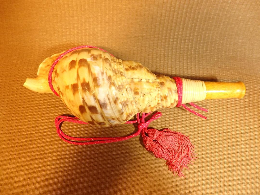 法螺貝 約34㎝ 木製歌口,赤紐付　新品　 MH-435