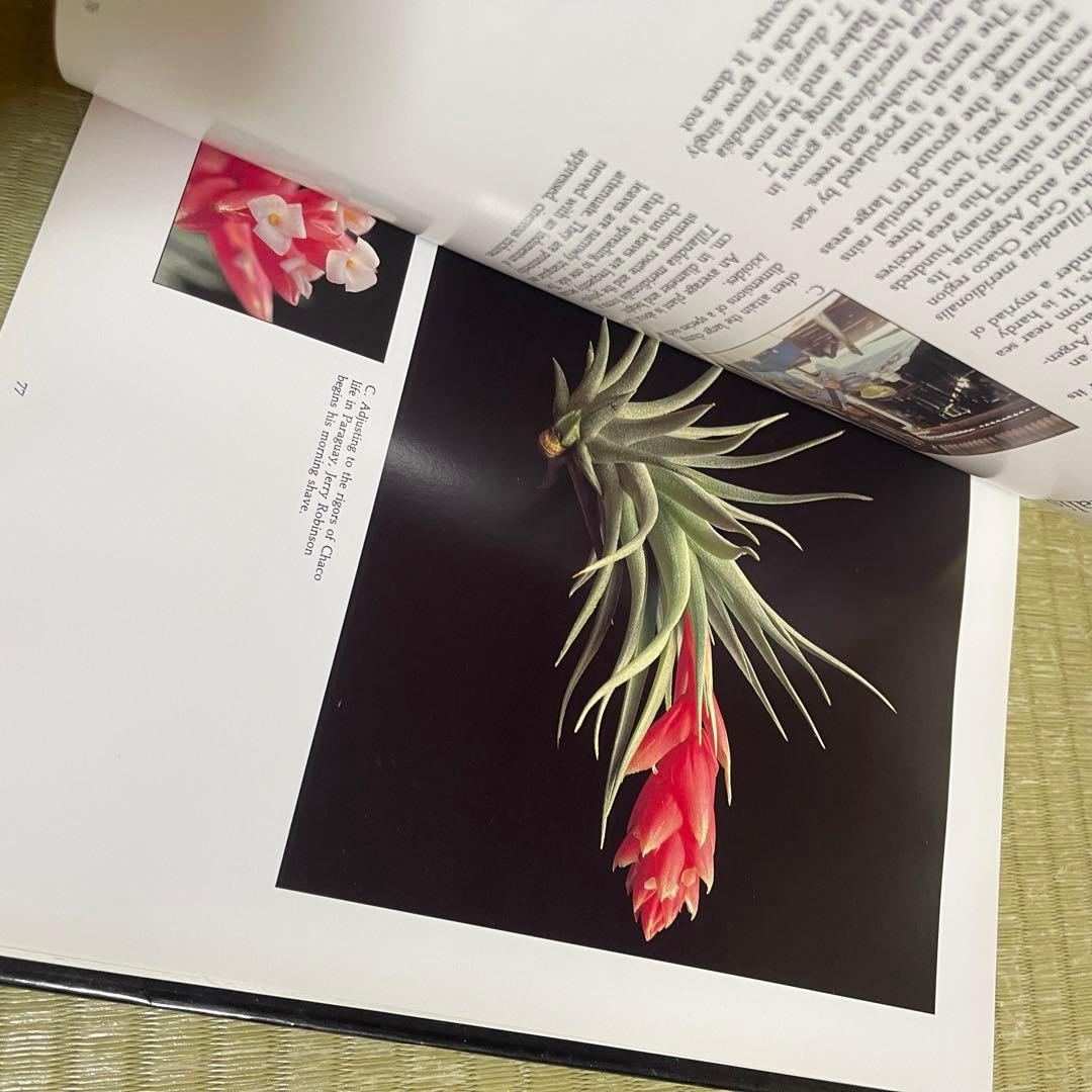 【絶版本】「Tillandsia」PAUL T.ISLEY Ⅲ チランジア