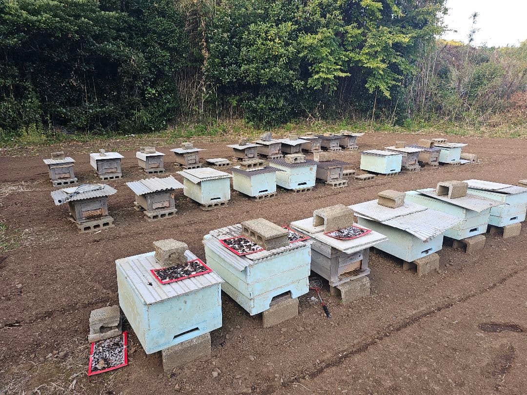 【銘木専門一枚屋のたか】百花生蜂蜜2kg、クリーム百花蜜1kgのセット