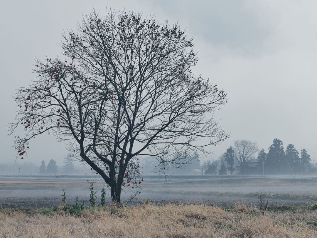 Mamiya CCD デジタルバック
