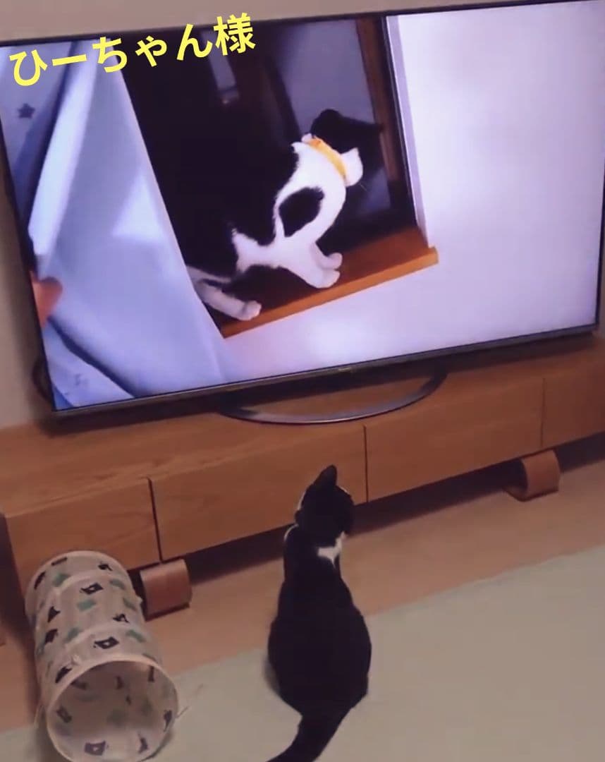 ひーちゃんです！