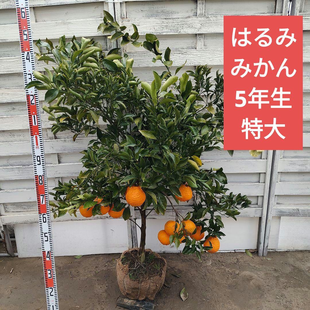 お気に入り～❤です 他の方は買えません