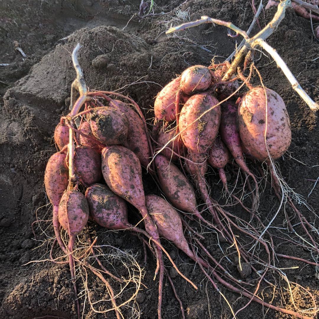 種子島　農家直送！安納地区の安納芋　混合 20キロ