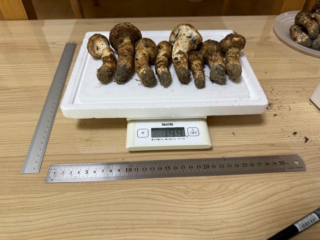10月14日朝採れ　広島県産松茸つぼみ　199g