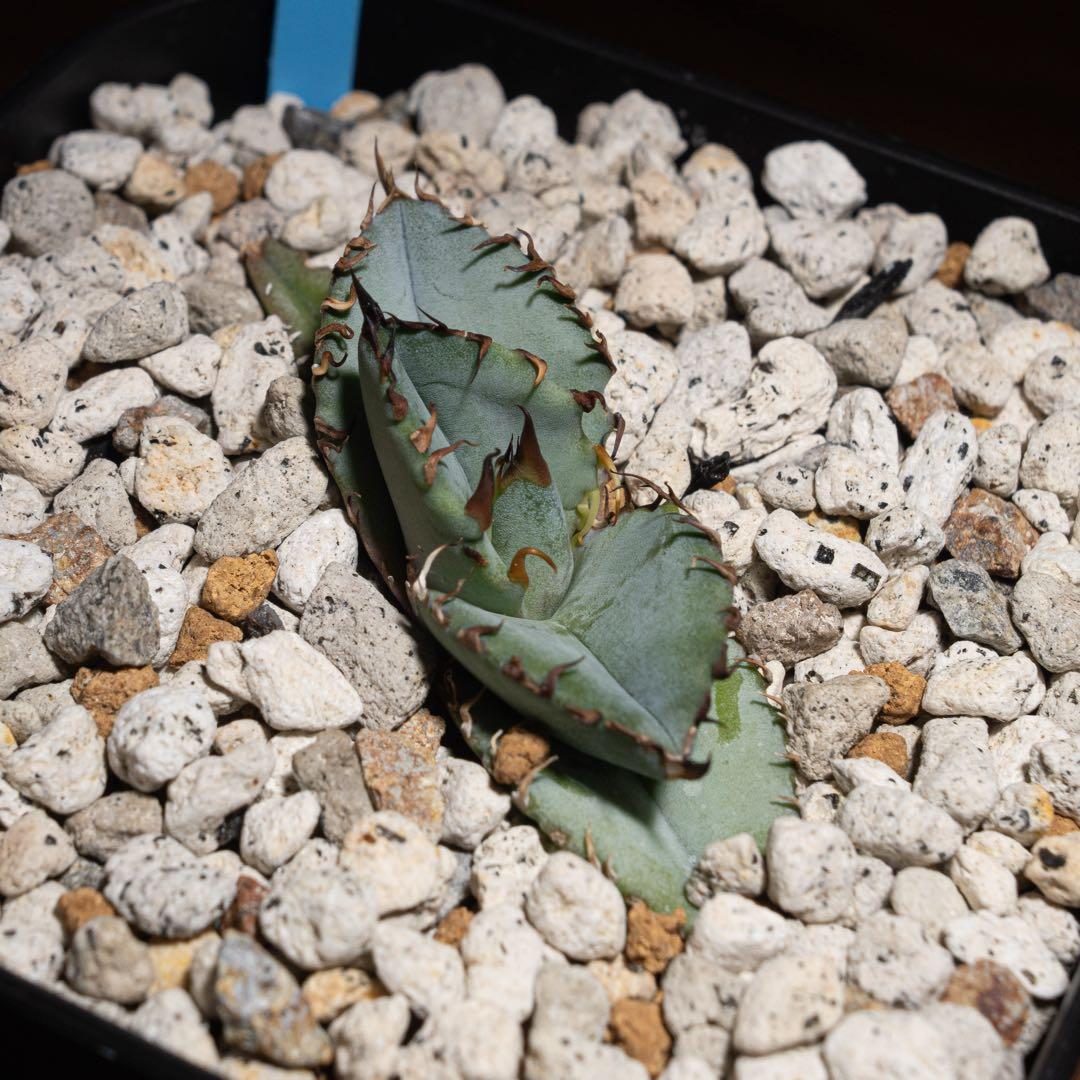 アガベ チタノタ【Creep】No.2／＊鉢植え発送＊