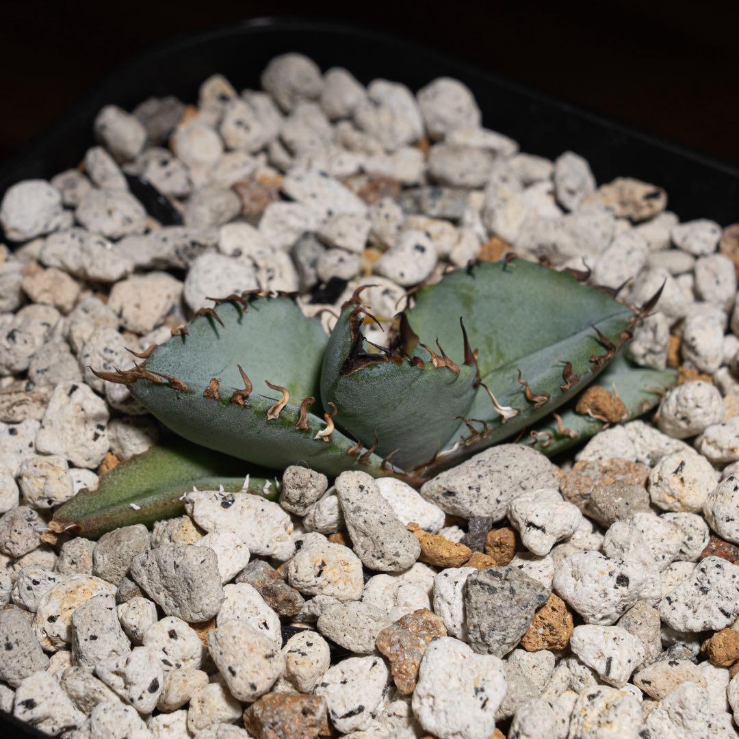 アガベ チタノタ【Creep】No.2／＊鉢植え発送＊