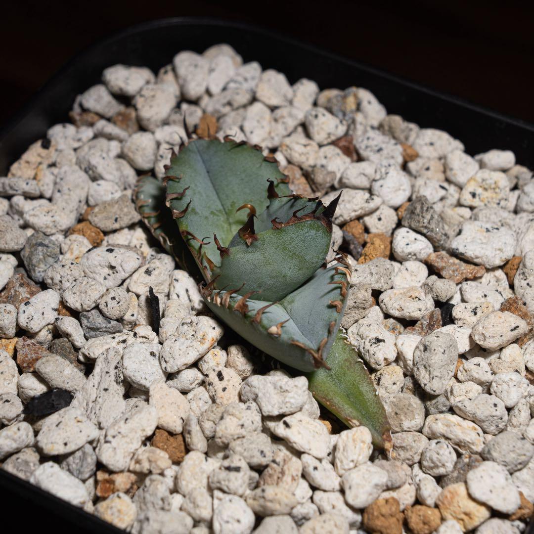 アガベ チタノタ【Creep】No.2／＊鉢植え発送＊