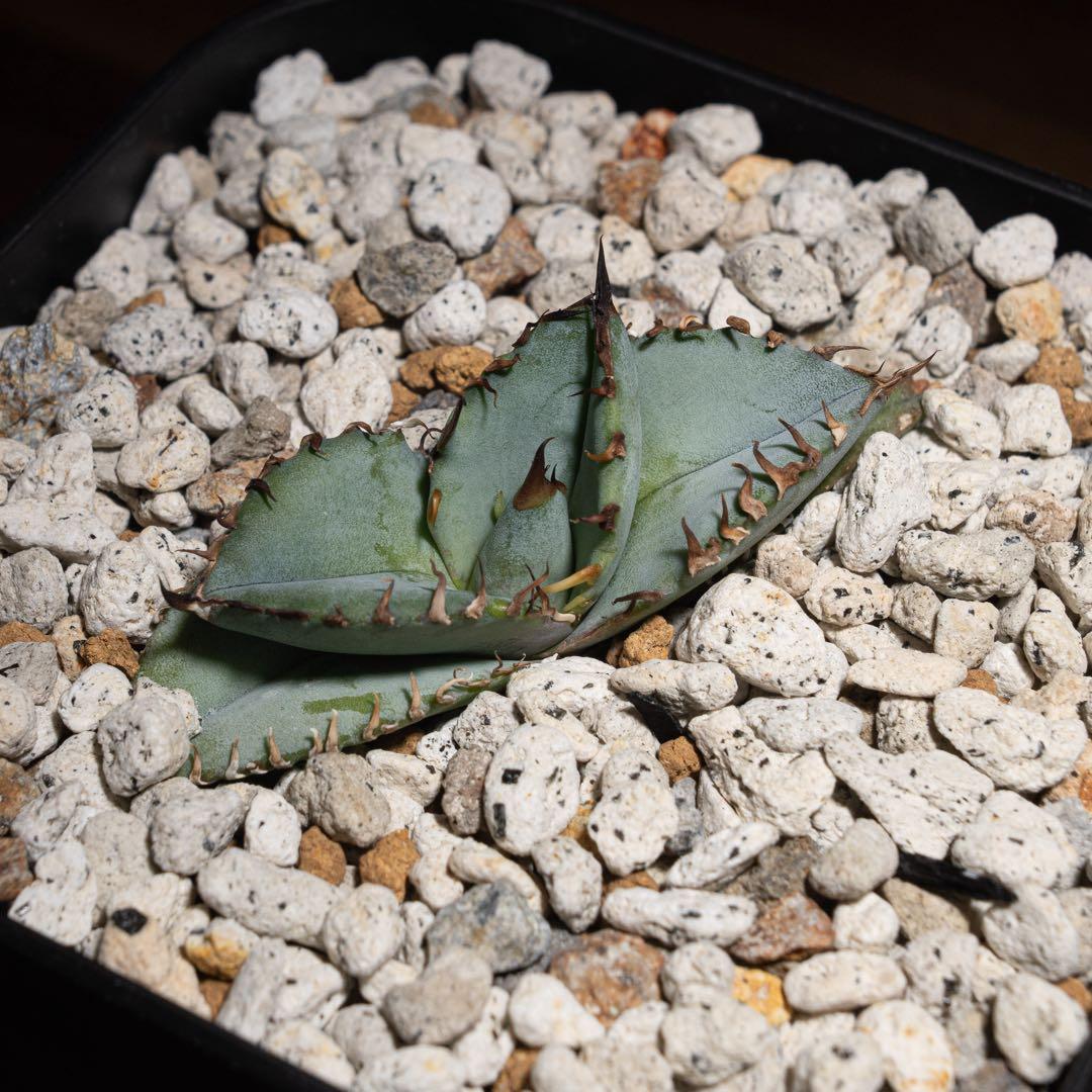 アガベ チタノタ【Creep】No.2／＊鉢植え発送＊