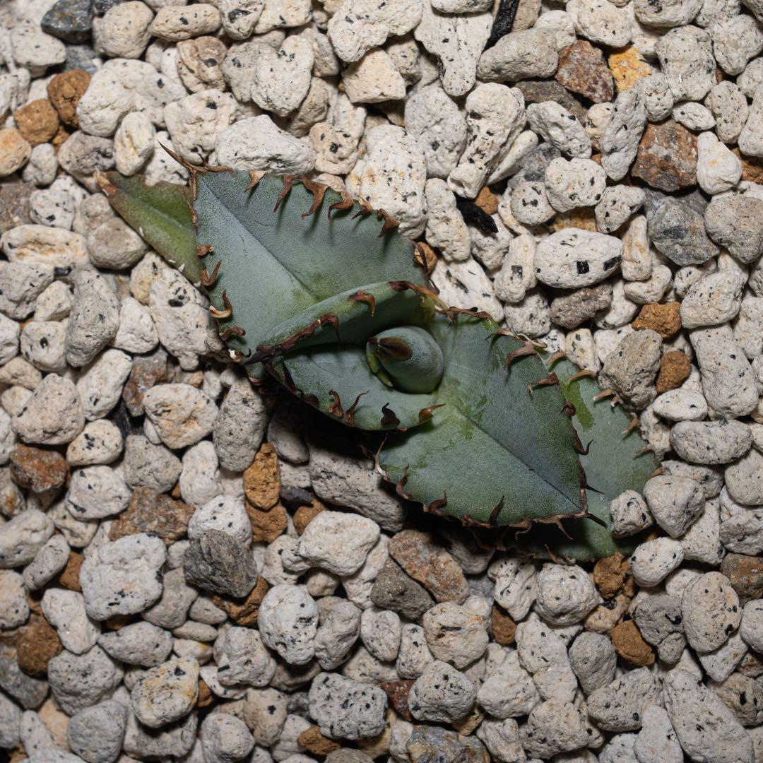 アガベ チタノタ【Creep】No.2／＊鉢植え発送＊