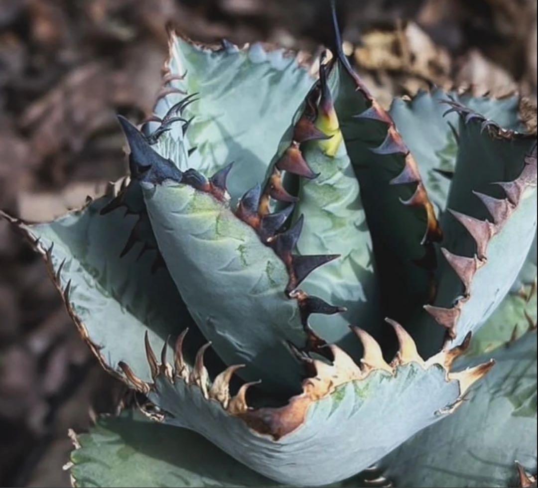 アガベ チタノタ【Creep】No.2／＊鉢植え発送＊