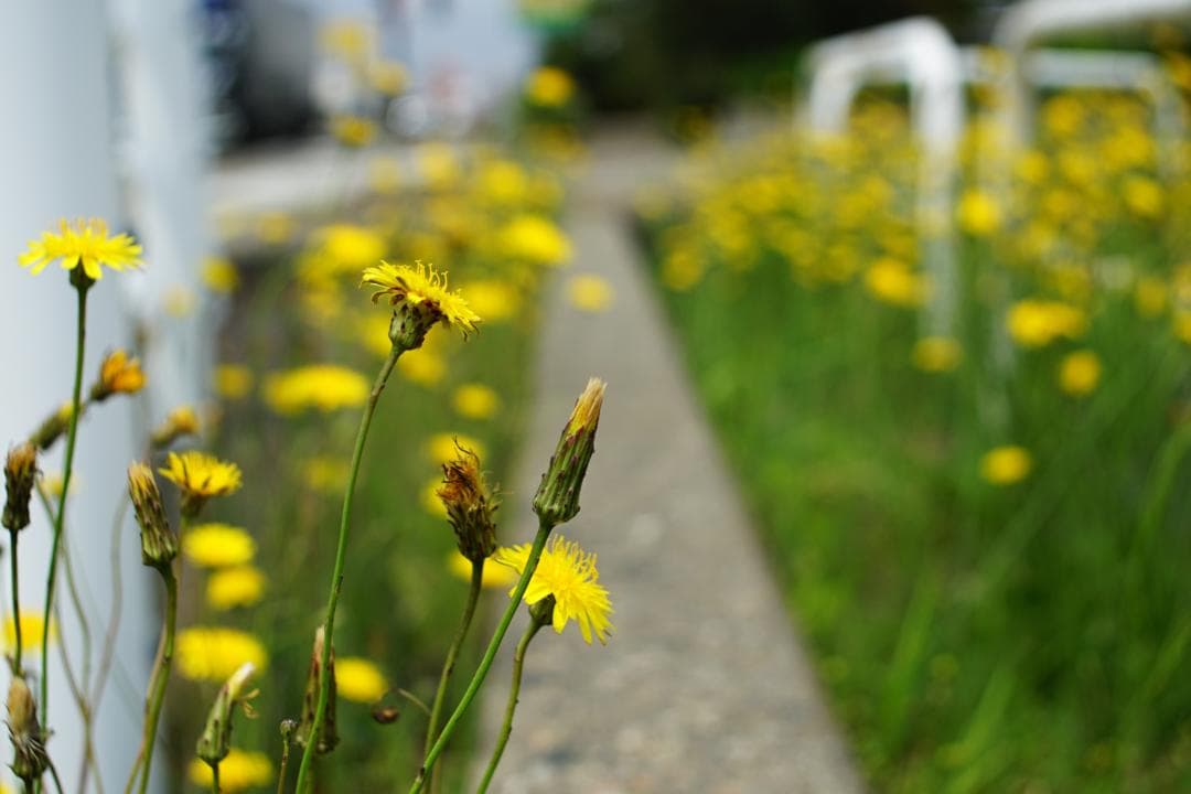 [並品/作例あり] Canon EF 28mm f2.8 キヤノン EF