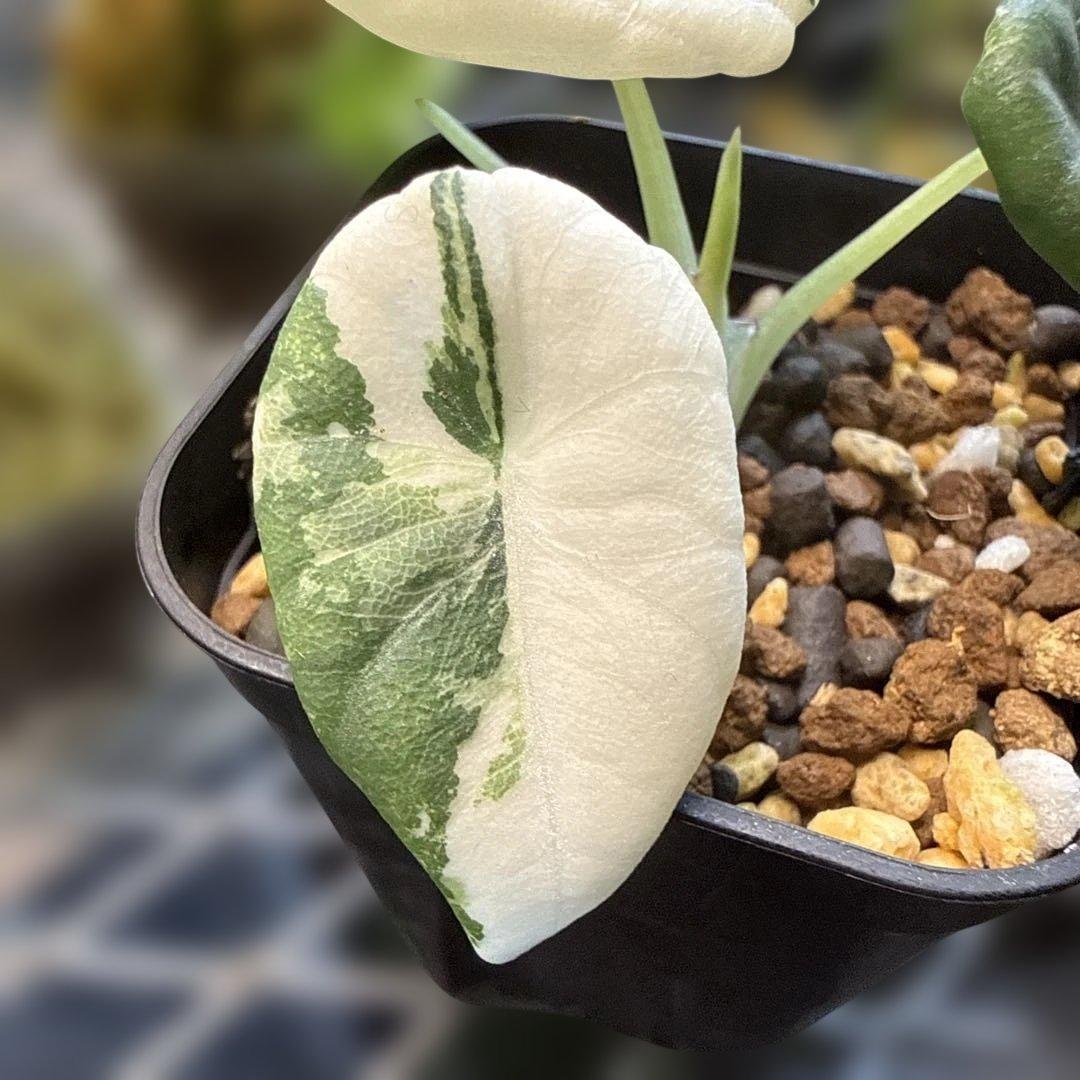 レ*迎様 格安 アロカシア マハラニ アルボ