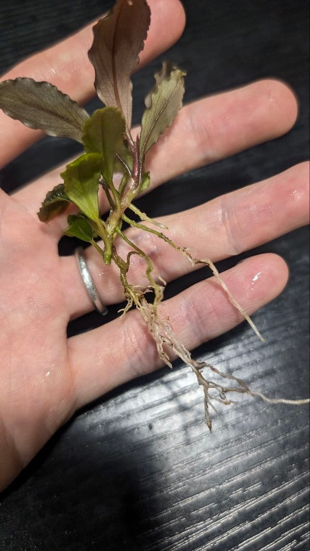 水草 Bucephalandra sp Air terjun Gunung Puis