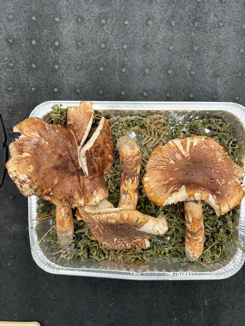 岩手県産 松茸 開きまとめ売り