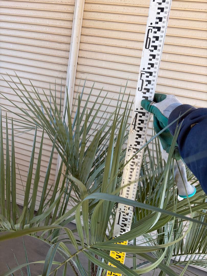 ココスヤシ　根鉢上から150cm