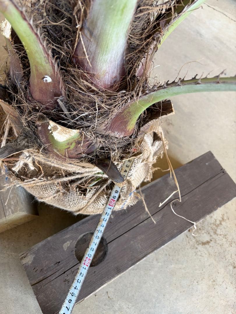 ココスヤシ　根鉢上から150cm