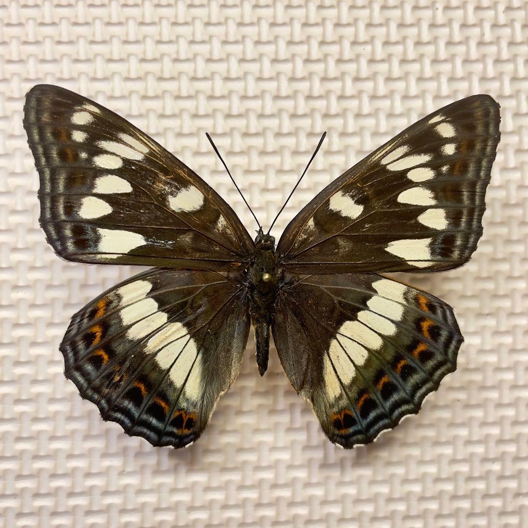 キンちゃん 蝶標本　北海道産オオイチモンジ♀4頭　採集品