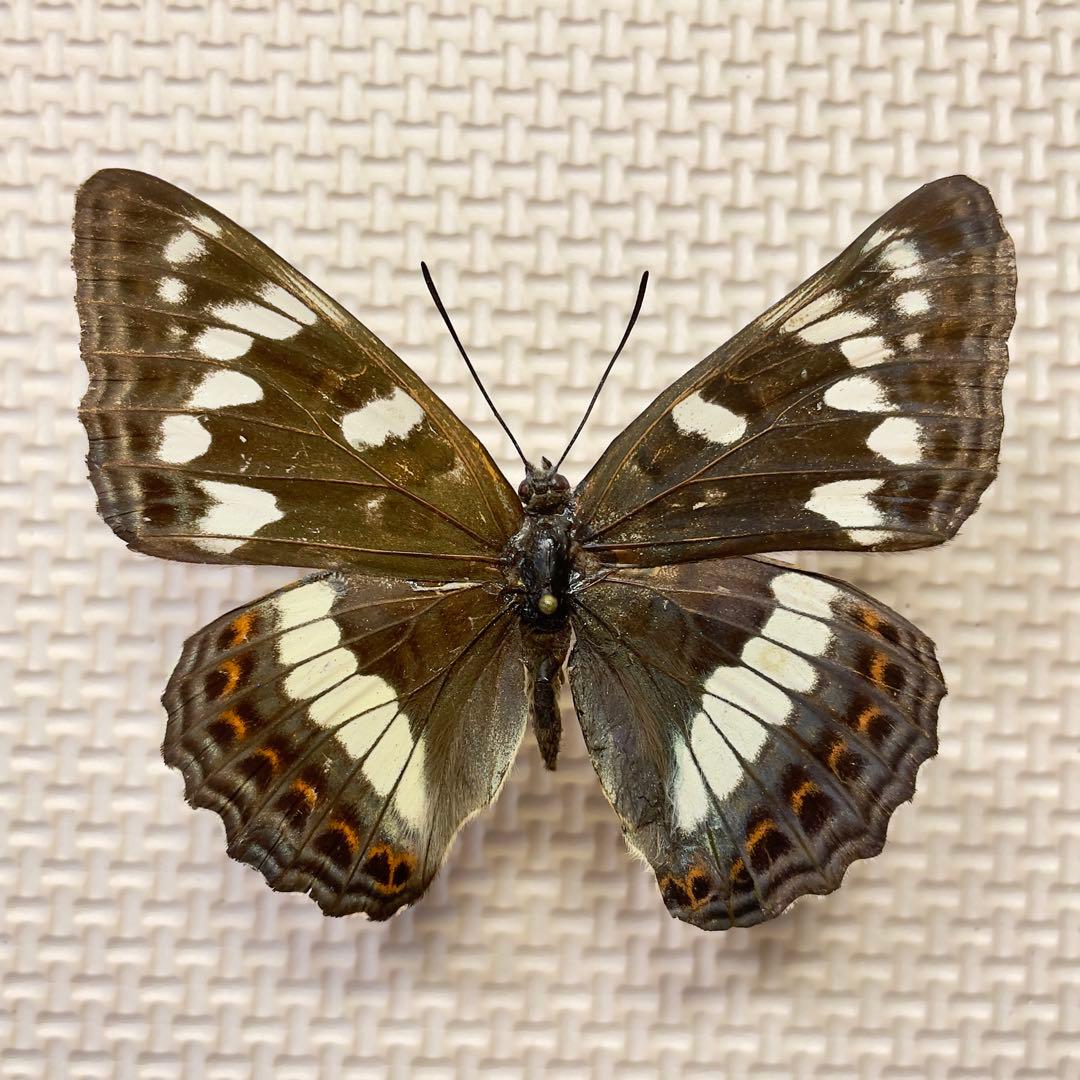 キンちゃん 蝶標本　北海道産オオイチモンジ♀4頭　採集品