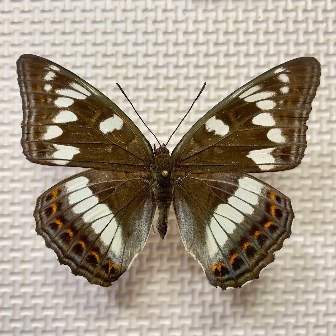 キンちゃん 蝶標本　北海道産オオイチモンジ♀4頭　採集品