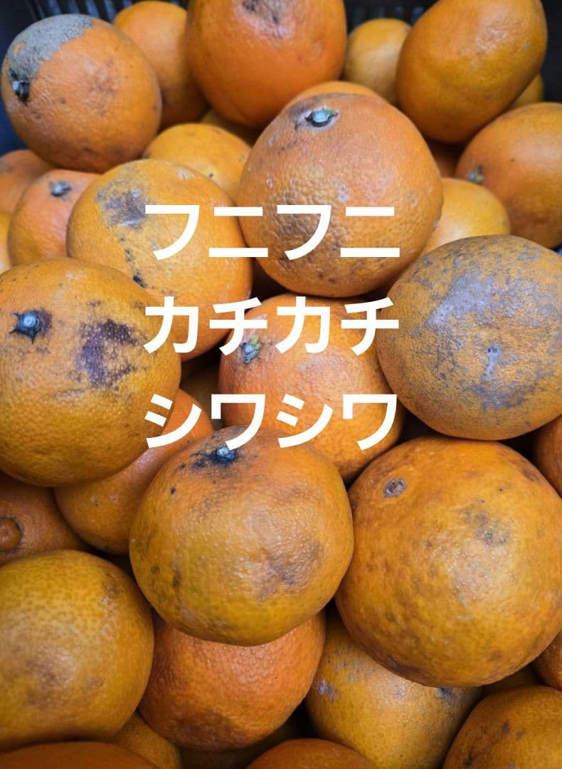愛媛県産愛果28号(マドンナさん)