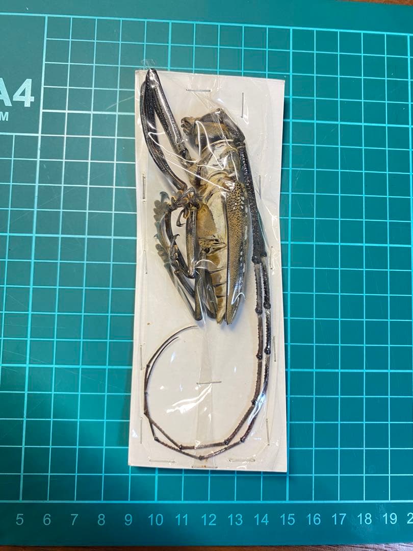 44特大・希少　ウォーレスシロスジカミキリ80mmup