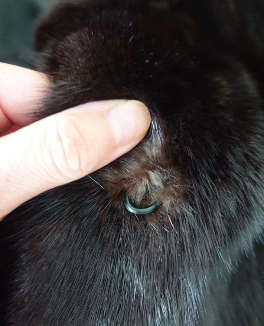 金タグ　Antonovich　進道毛皮　サガミンクロイヤル　ロング　コート　XL