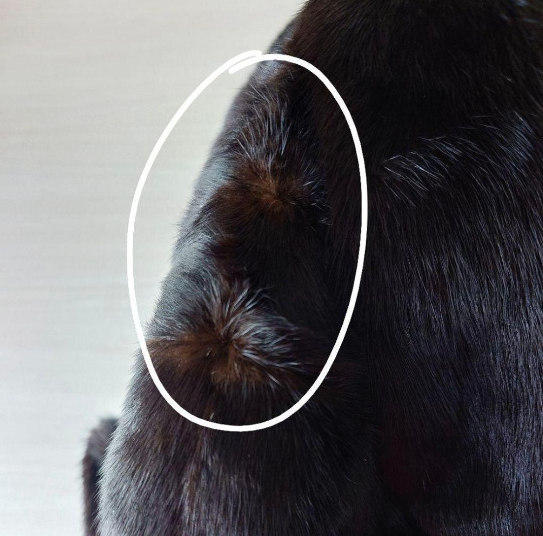 金タグ　Antonovich　進道毛皮　サガミンクロイヤル　ロング　コート　XL