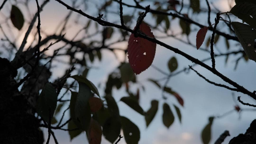 【中古・良品】MS-OPTICS Xenomax 3.5/50 LMマウント