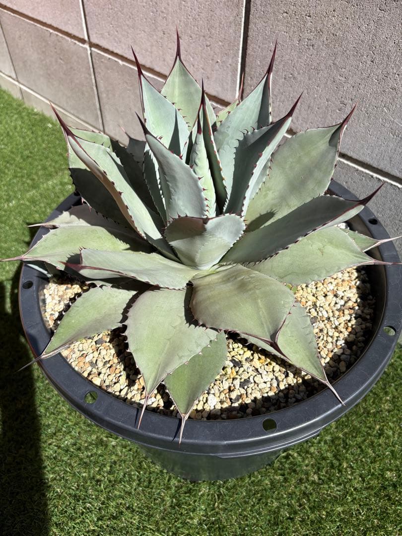 カシマアガベ パリー　トランカータ　実生