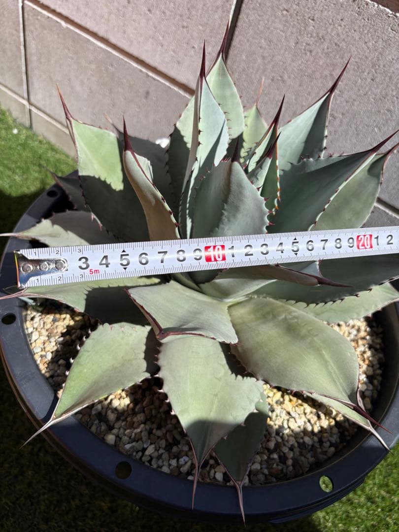 カシマアガベ パリー　トランカータ　実生