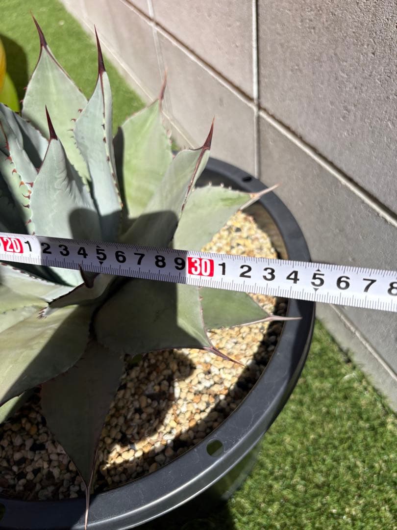 カシマアガベ パリー　トランカータ　実生