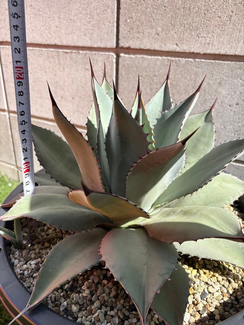 カシマアガベ パリー　トランカータ　実生