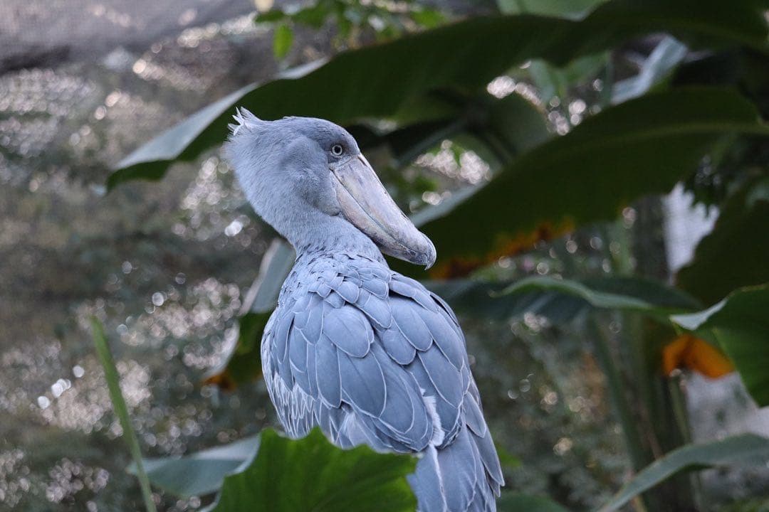 Canon kiss10iとレンズセット