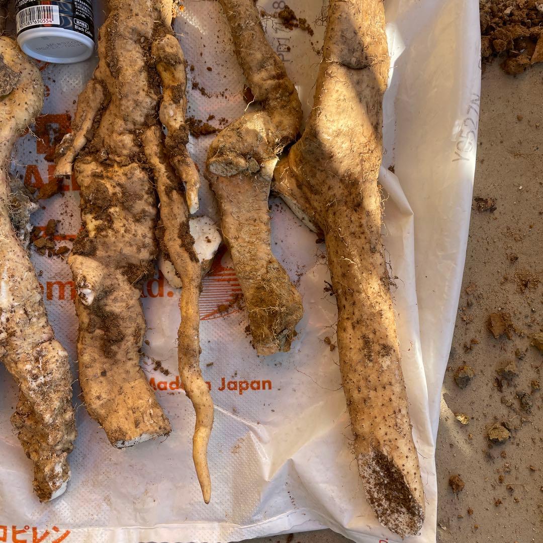 天然自然薯ーー2.6キロ2点