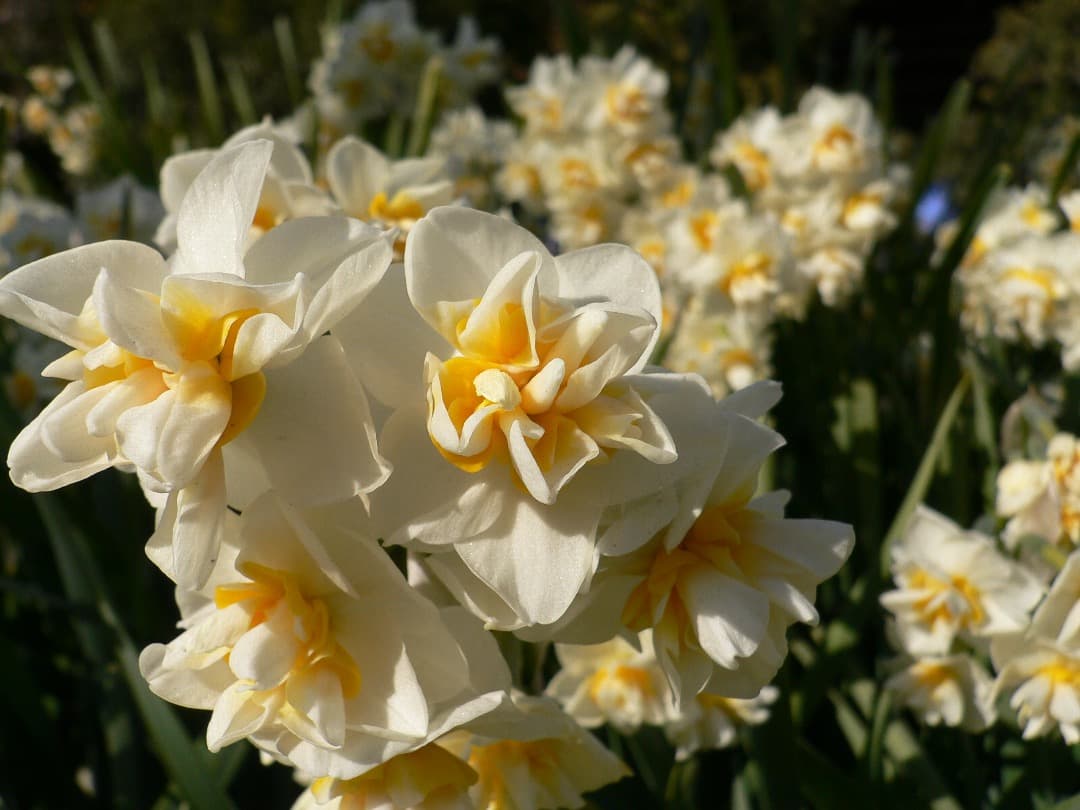 追加あり⭕️良品【動作確認済】パナソニック LUMIX DMC-FX7 シルバー