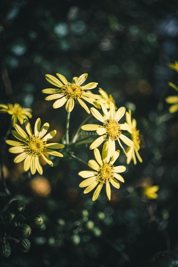 良品！希少トリウムズミクロン最後期！Summicron 50mm F2