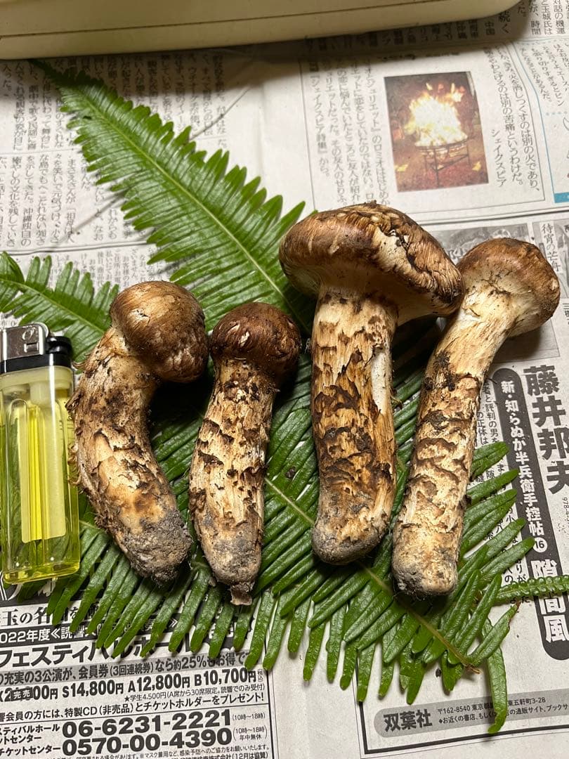 【大阪泉州産】天然松茸 採れたて「ちょっとブサイクちゃん」4本120g国産