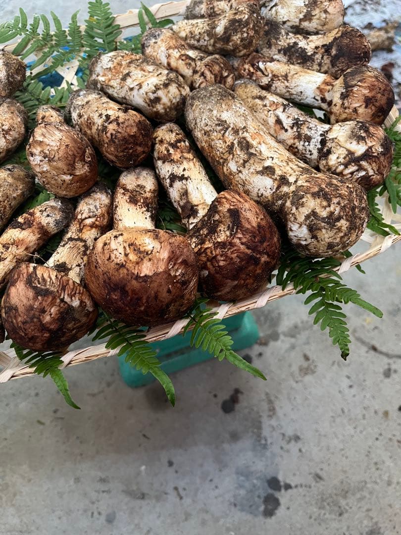 信州産　蕾松茸　約800g 10/27日　朝採取