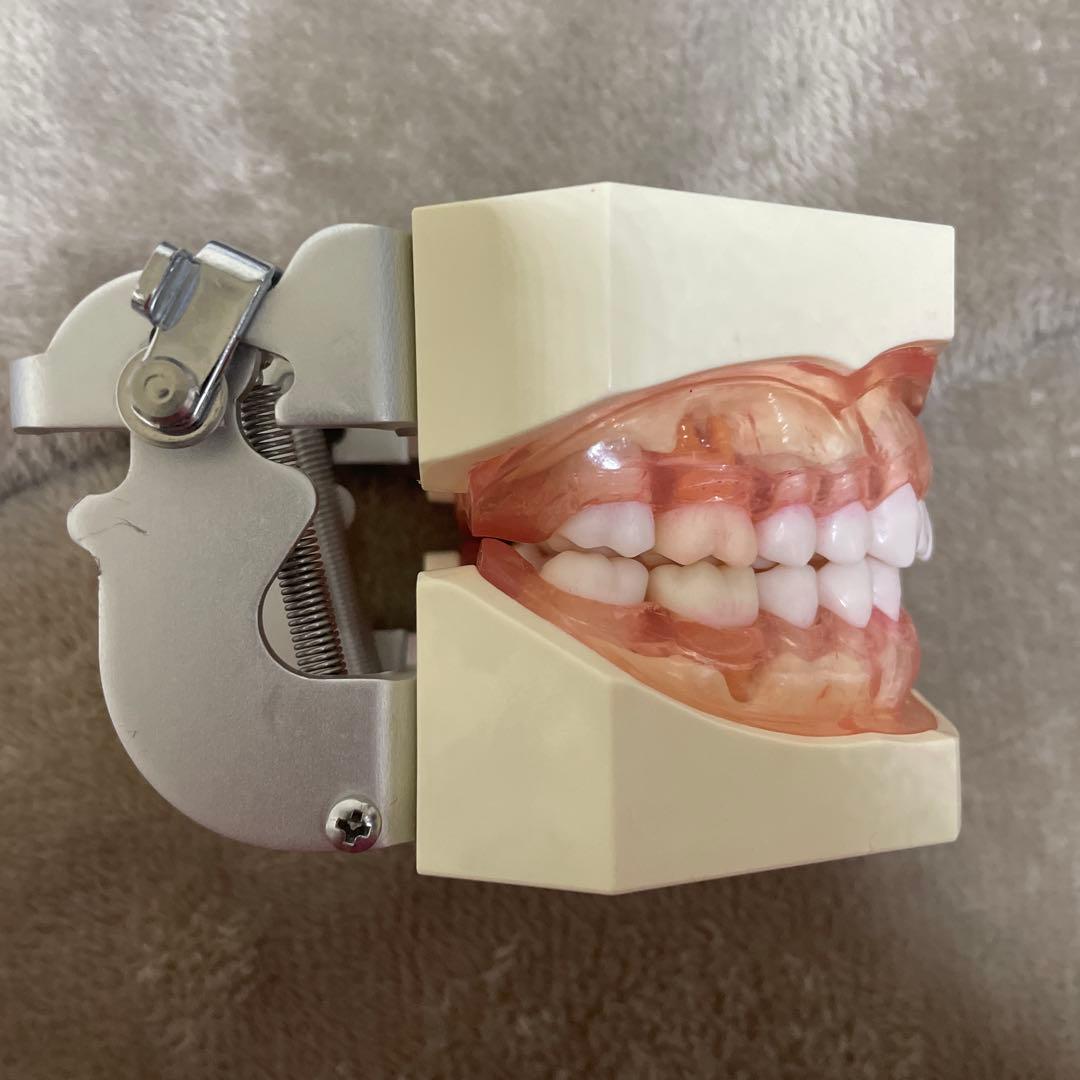 NISSIN ニッシン 額模型 歯科模型 歯科衛生士