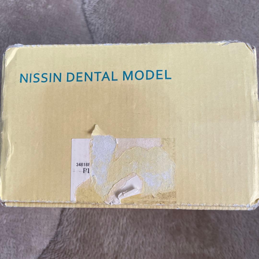 NISSIN ニッシン 額模型 歯科模型 歯科衛生士