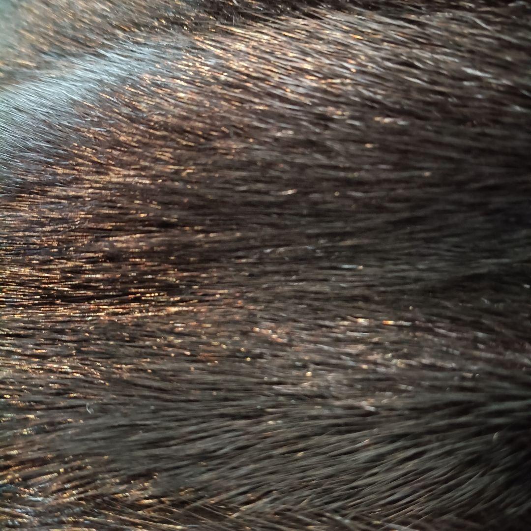 MG Sable FUR エムジーセーブルファーコート 毛皮コート