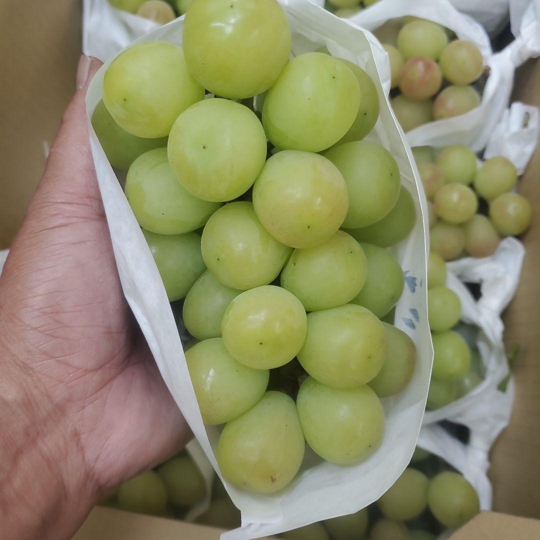 1⃣0️⃣ 山梨県産 サンシャインレッド １０房入り