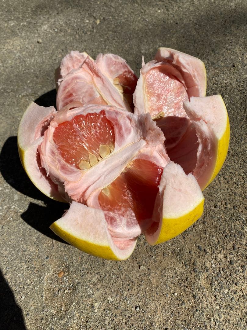 チャンドラポメロ　訳あり　20kg