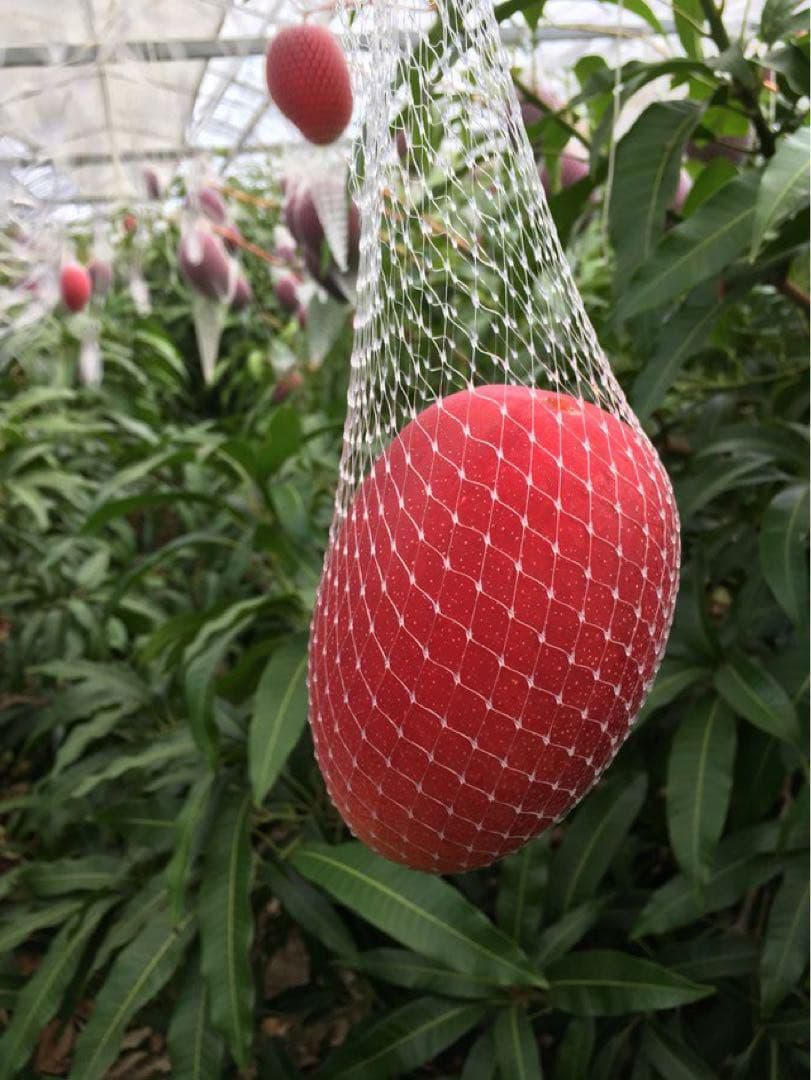 宮崎県産 完熟マンゴー 訳あり 3kg