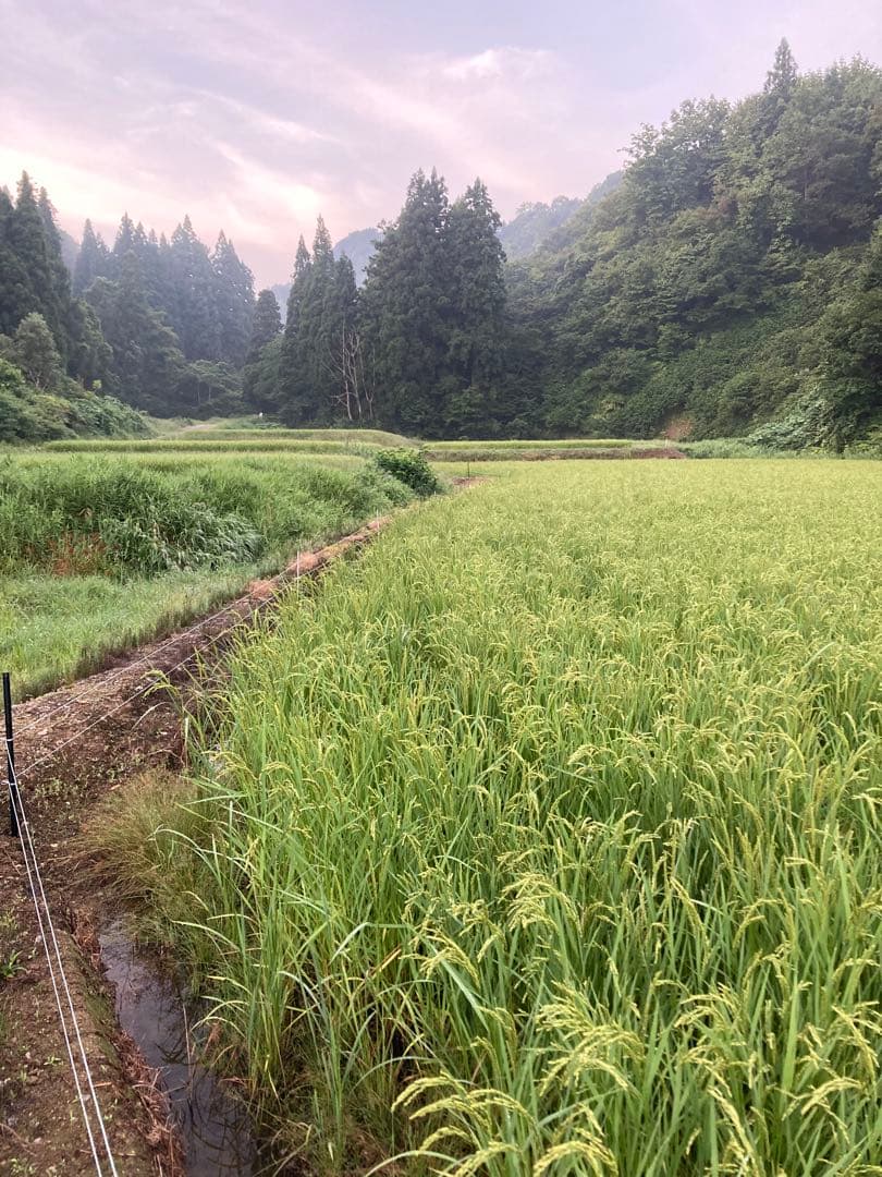 7年魚沼産コシヒカリ　玄米30kg