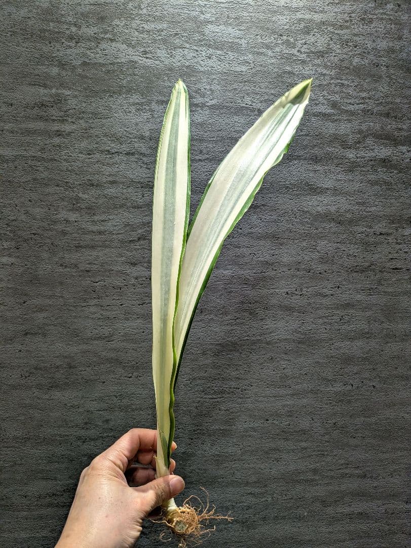 祥*作様 サンスベリア　ビューティークイーン　超特大苗　ロリダ　サボテン　アガベ