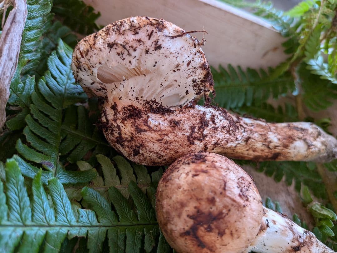 長野県産 松茸 195g 10月21日 採り※シモフリ・クリタケ少し